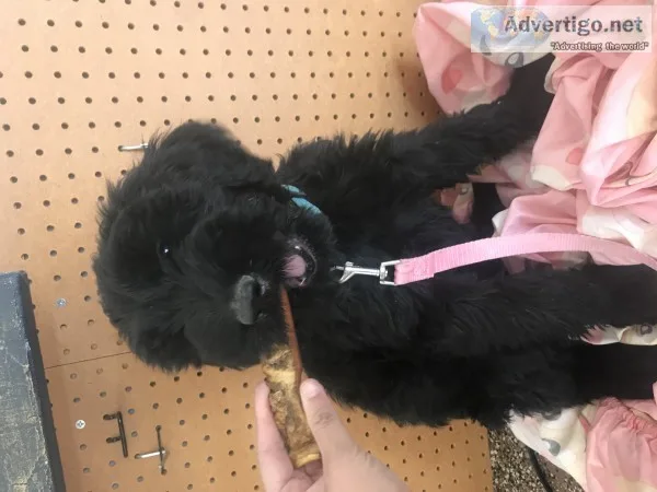 Akc giant schnauzer 