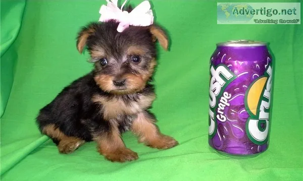 Stunning t-cup yorkies 1 2lbs for sale