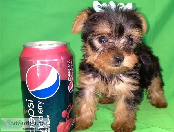 Stunning t-cup yorkies 1 2lbs for sale