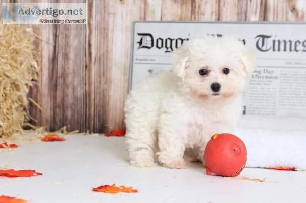 Female bichon frise pups