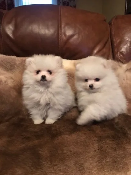Pomeranian puppies akc reg