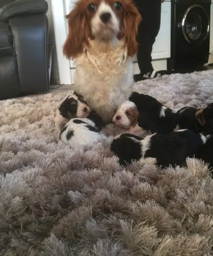 Cavalier king charles spaniel puppies