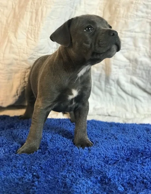 Blue staffordshire bull terrier puppies