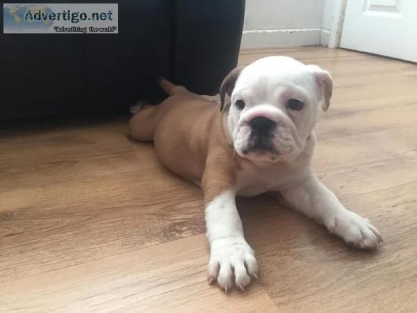 British bulldog pups