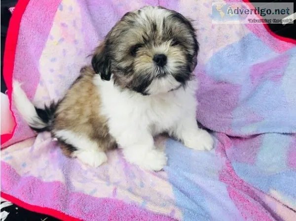 Beautifull shih tzu puppies boys and gir