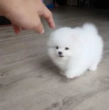Pomeranian puppies available, ready now