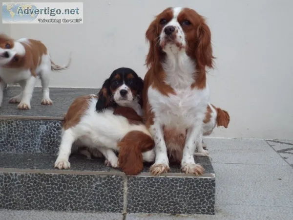 Cavalier king charles spaniel puppies