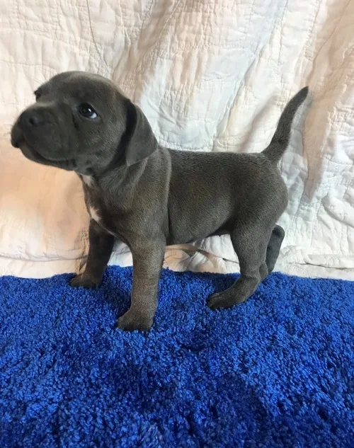 Blue staffordshire bull terrier puppies