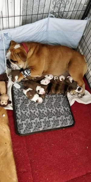 British bulldog pups