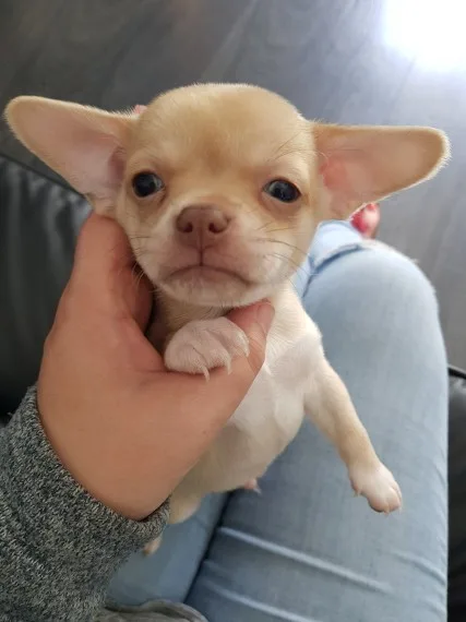 Chihuahua puppies