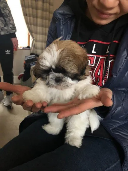Beautifull shih tzu puppies boys and gir