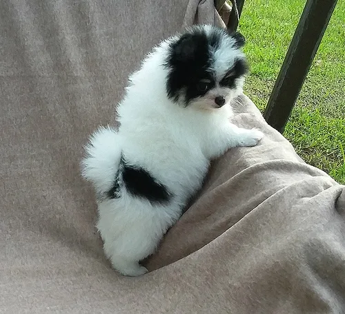 Pomeranian puppies available, ready now