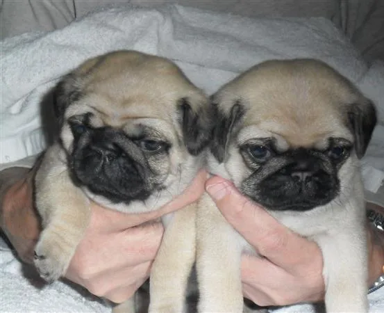 No-health modest pug puppies