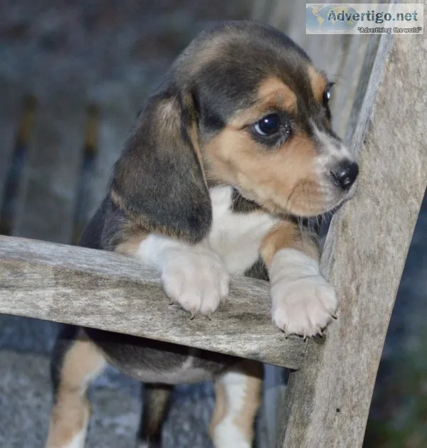 Kc reg beagle puppies