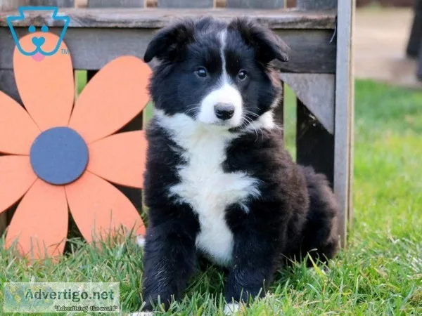 Border collie puppies for sale