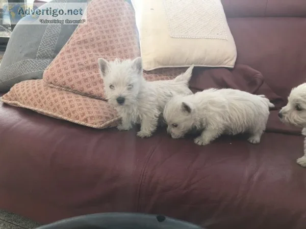 Beautiful west highland terriers puppies