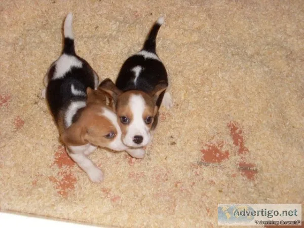 Gorgeous beagle puppies