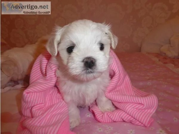 Maltese puppies looking for loving home
