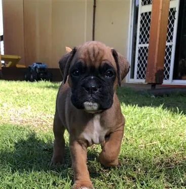 Charming little boxer puppies