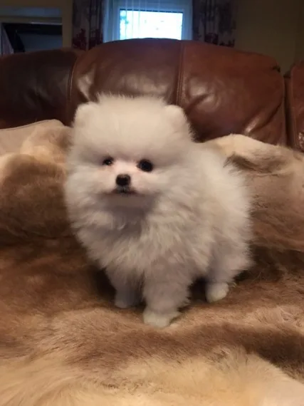 Charming pomeranian puppies
