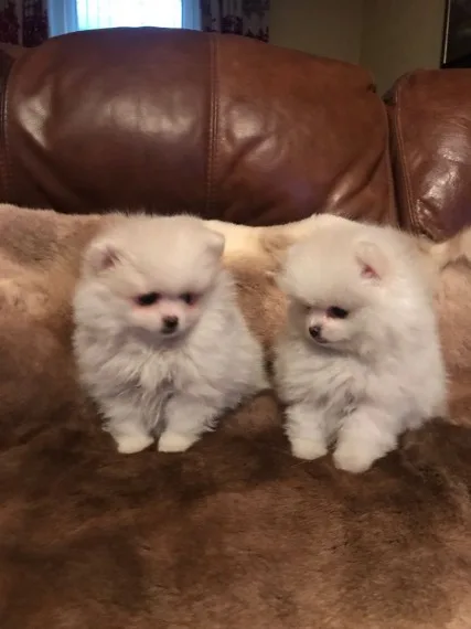 Pomeranian puppies