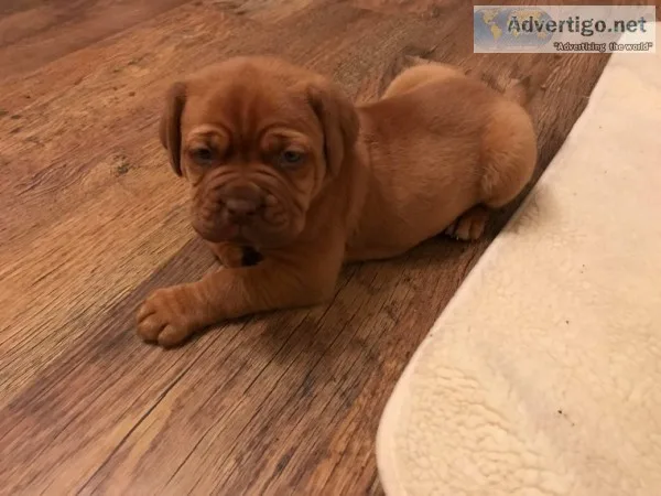Beautiful dogue de bordeaux puppies