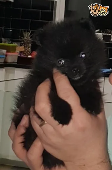 Pomeranian pup boy