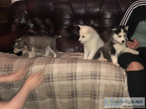 6 adorable siberian husky puppies