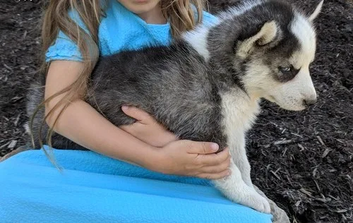 Siberian husky puppies smart pups