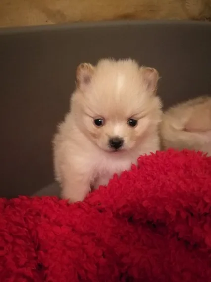 Loving pomeranian puppies 