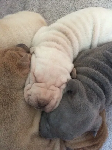 Chunky champion shar pei puppies
