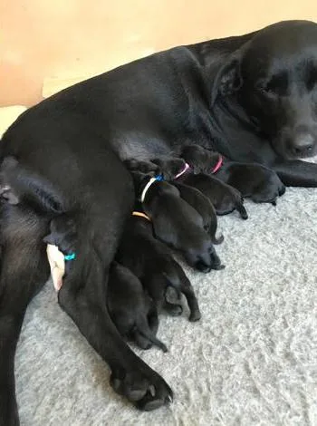 Beautiful labrador puppies for sale
