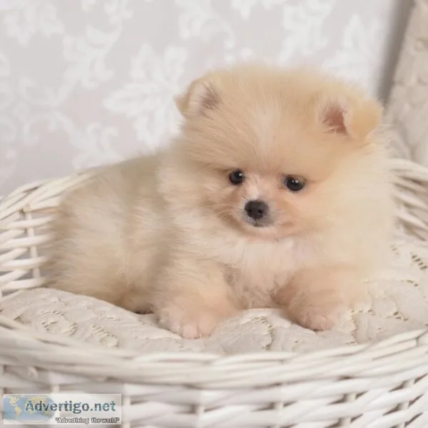 Toy pomeranian puppies ready 