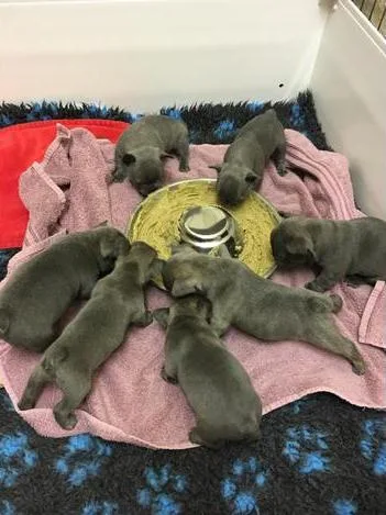 Blue french bulldog puppies champion lin