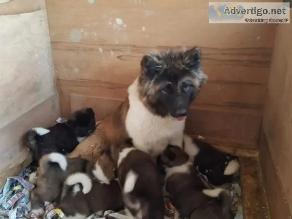 Stunning akita puppies