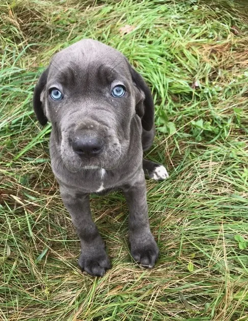 Neopolitan mastiffs puppies