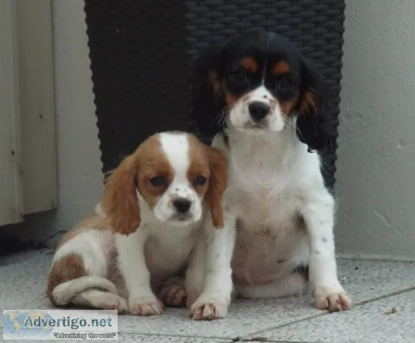 Cavalier king charles spaniel puppies