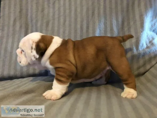 British bulldog pups