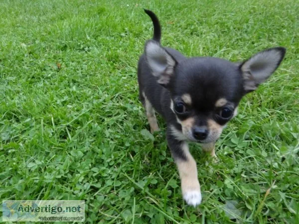 Chihuahua puppies