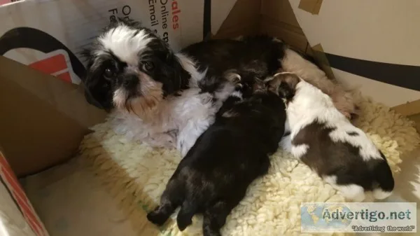Beautifull shih tzu puppies boys and gir