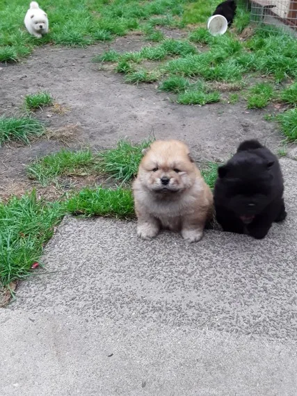 Lovely chow chow puppy