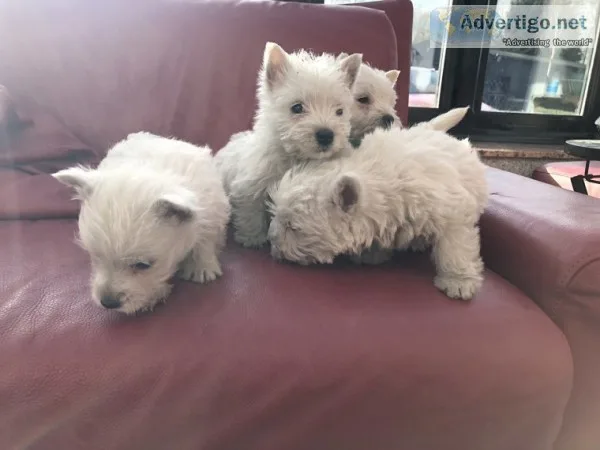 Beautiful west highland terriers puppies