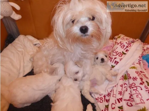 Maltese puppies looking for loving home