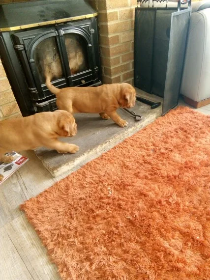 Beautiful dogue de bordeaux puppies