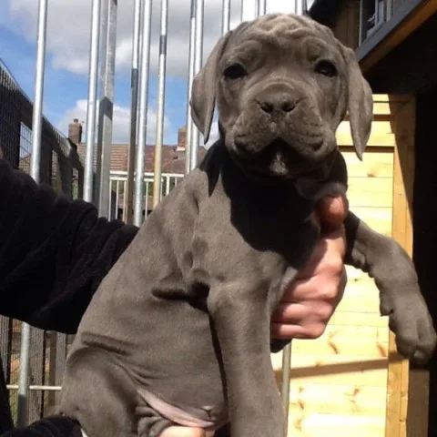 Neopolitan mastiffs puppies