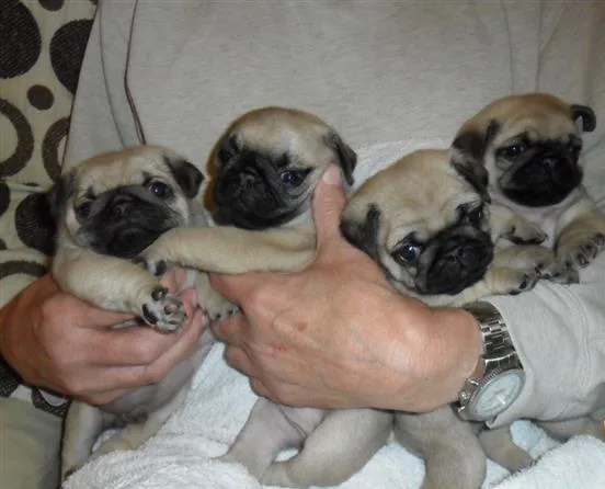 No-health modest pug puppies