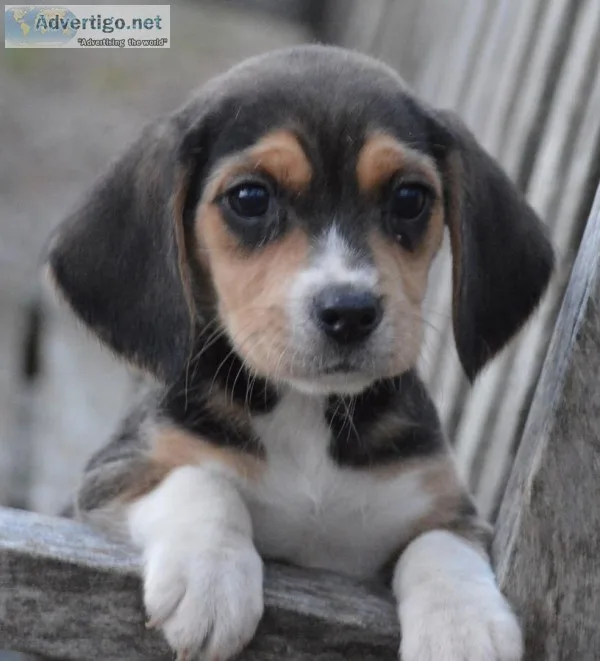Kc reg beagle puppies