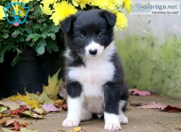 Border collie puppies for sale