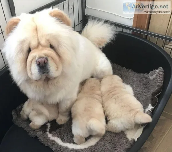 Lovely chow chow puppy