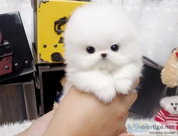 Teacup pomeranian puppies